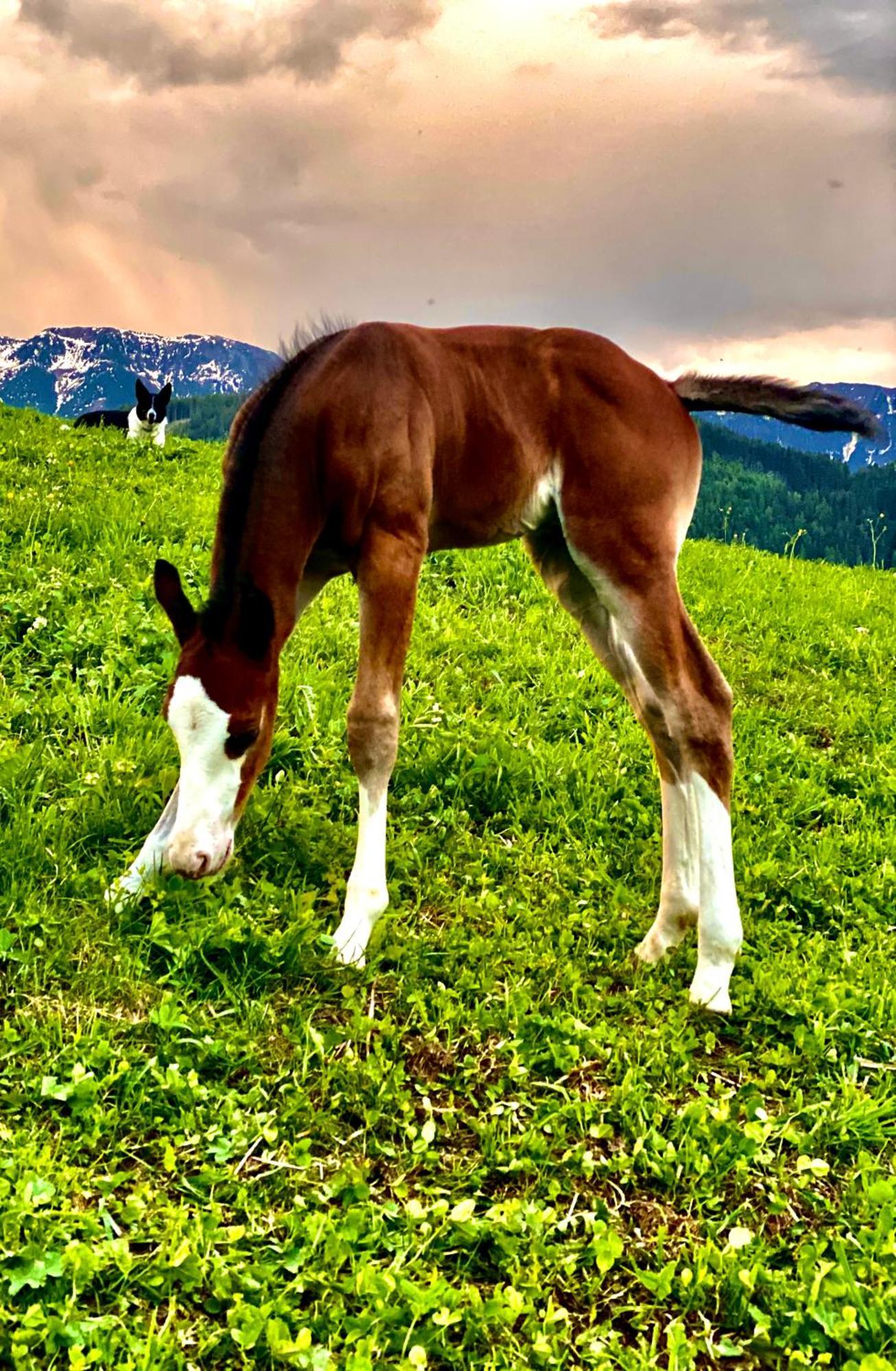 Oberprantschoellhof - Horse Mountain Stable Brixen Exteriör bild
